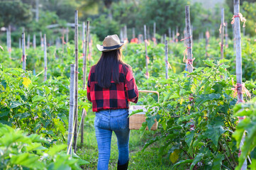 Female farmer with harvest organic vegetables 
