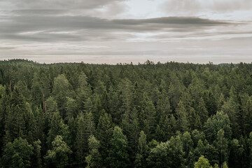 clouds over the forest