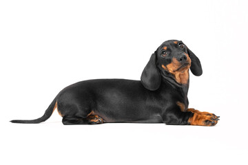 A dog puppy of dachshund breed, black and tan, lies on a white background, cute looking at the...