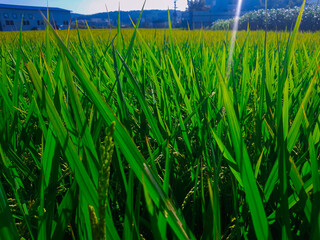 green wheat field
