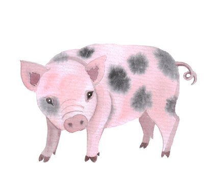 Watercolor illustration with cute pigs. Farm animal sketch. Illustration for print, postcards and any of your design