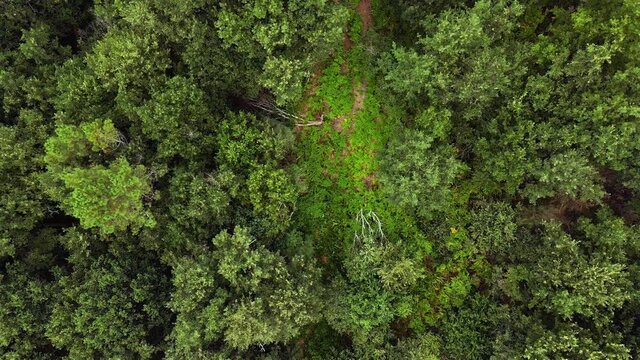 Zoom out en drone sobre un frondoso bosque de robes, fresnos y hayas. .