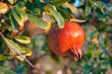 Bright ripe reddish-orange pomegranate fruit on the tree, between green leaves. Outdoors, harvest...