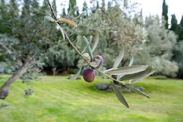 Olive tree branch with green olives. Greek olive grove detail.
