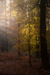 Beautiful Autumn Fall forest landscape image with vibrant colors and stunning morning light