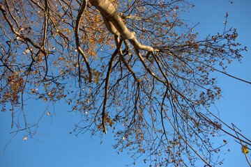 Wunderschöne Herbststimmung in Triesenberg in Liechtenstein 18.11.2020