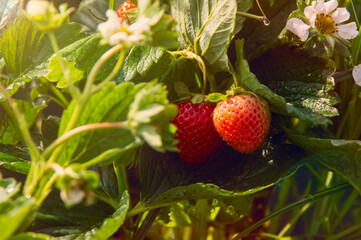 Close up of strawberry bush with ripe red berries and budding flowers visible in sunlight