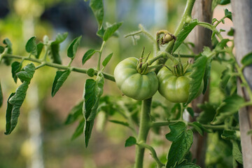 Harvest time of organic fruits and vegetables in the garden.