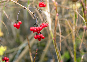 red autumn berry accents on a fuzzy background, autumn