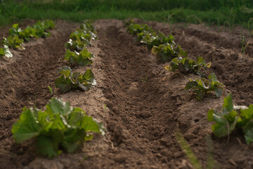 Harvest time of organic fruits and vegetables in the garden.