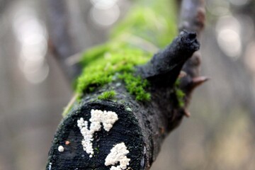 moss on a branch