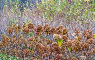 Unusual dried plant in a city park in late autumn