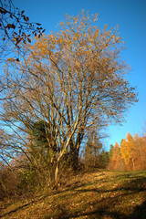 Wunderschöne Herbststimmung in Triesenberg in Liechtenstein 18.11.2020