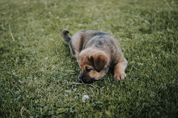 dog playing with ball