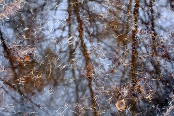 Reflection of autumn branches in the lake