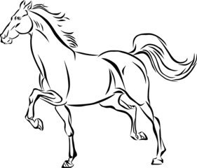 Fototapeta na wymiar vector of a running horse isolated on white
