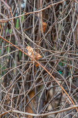 Unusual dried plant in a city park in late autumn