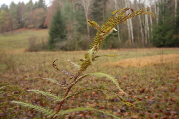 farn vor einer herbstlichen landschaft