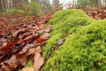 komplett mit moos zugewachsener baumstumpf im herbstlichen wald