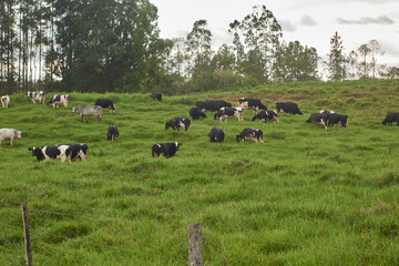 cows vacas