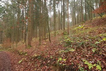 schöner waldweg im herstlichen wald