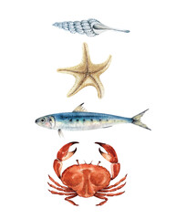 set of watercolor illustrations in a marine style on a white background, with marine life crab, fish, mollusks hand painted close up
