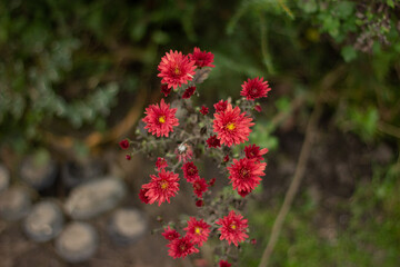 Obraz premium red flowers in the garden