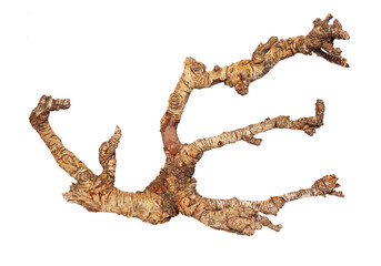 Part of a tree root on a white background. Isolate.