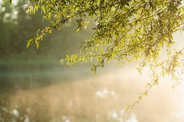 autumCloseup view photography of fresh young spring leaves growing on branch of tree isolated at...
