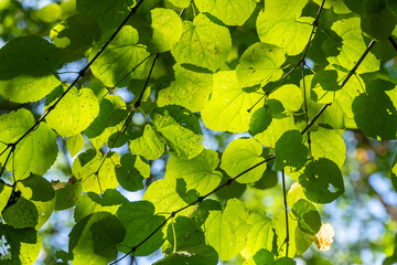 Linden foliage with small leaves against the light