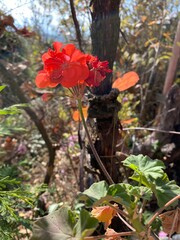 red and yellow flowers