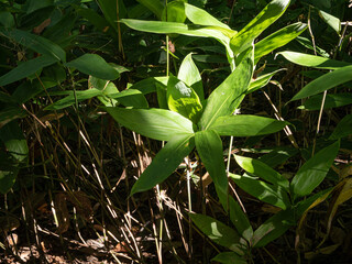 Dwarf bamboos in a forest