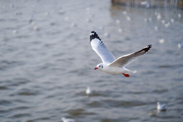 Seagull flying in action blue sky evacuate