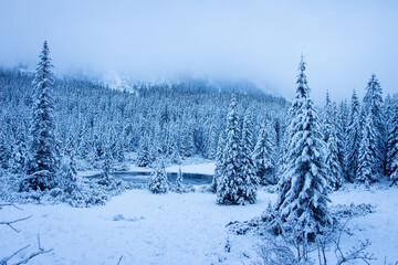 Naklejka premium Snowy forest in mountains. Winter nature landscape with frosty pine trees in mountain valley.