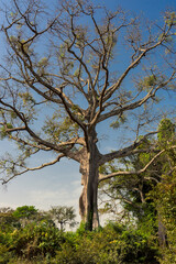 Fototapeta na wymiar Tronco de arbol de ceiba en el poblado de Oukout (Oussouye), en la región de Casamance, en el sur del Senegal