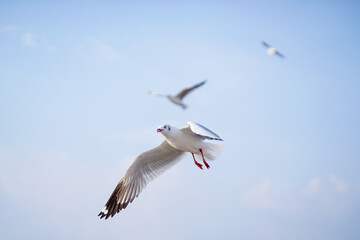 Seagull flying in action blue sky evacuate