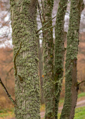 tree trunks overgrown with moss and lichens, autumn park, old tree trunks