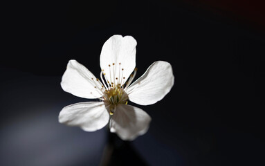 white flower