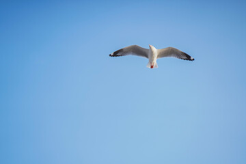 Fototapeta na wymiar Seagull flying in action blue sky evacuate