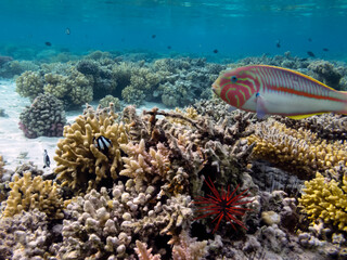 Naklejka na ściany i meble Underwater coral reef background and sea urchin