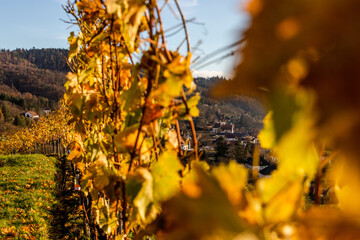 Kiche von Schönberg am Kamp, Waldviertel, im Herbst mit Weingarten im Vordergrund
