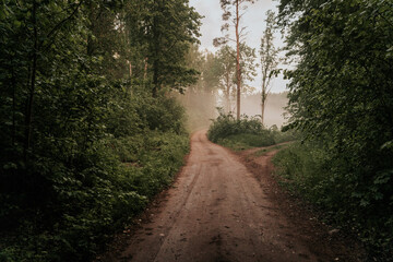 Obraz premium road in the forest