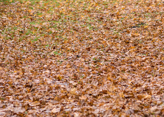autumn leaf background, earth texture in autumn, suitable for background