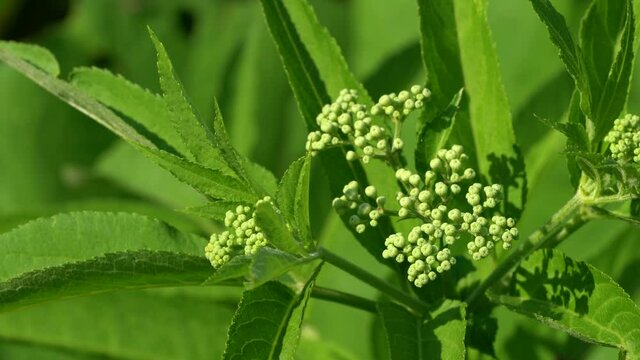 European Dwarf Elder in blooming (Sambucus ebulus) - (4K)