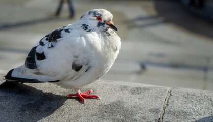 pigeon on the wall