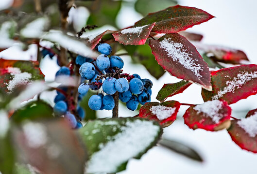 Evergreen shrub Mahonia aquifolium (Oregon-grape or Oregon grape), blue fruits and green and red leaves in winter covered by snow