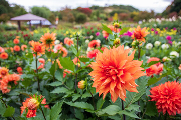 綺麗に咲くオレンジ色のダリア