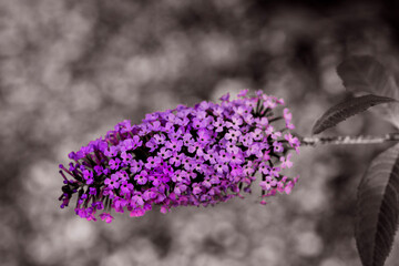 flowers in the garden