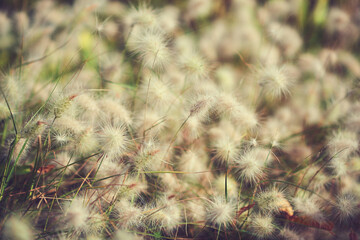 dandelion plant flower