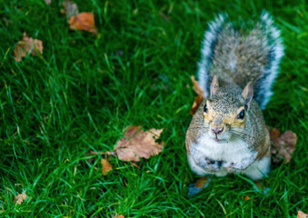 squirrel in the park